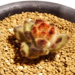 【テディベア】エケベリア・ふわふわ 4