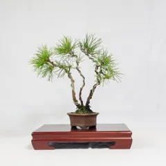 赤松盆栽 　樹齢約30年　樹高約50cm　魅力 ある樹 赤松盆栽 樹齢約30年 樹高約50cm 魅力 ある樹