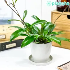 ホヤ プビカリクス シルバーゴースト【現品・タグ付・鉢付