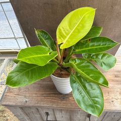 フィロデンドロン インペリアルゴールド 鉢植え 現品  hilodendron  Imperial Gold フィロデン  観葉植物 観葉 植物 珍奇植物 珍奇 珍しい インテリア おしゃれ かわいい プレゼント おすすめ