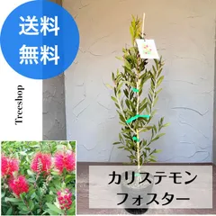 定価販売カリステモン・濃桃花　大苗・希少品種 観葉植物