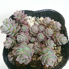 赤葉ヒダカミセバヤ 抜き苗 - メルカリ