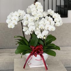 光触媒 人工観葉植物 ウォールグリーン フェイクグリーン エミリオロバ