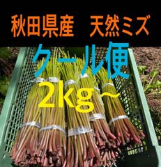 山菜 ミズ 新潟県産 採れたて新鮮発送 2キロ - メルカリ