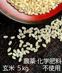 【農薬化学肥料不使用】新米 きぬむすめ玄米５kg R3年産　無農薬