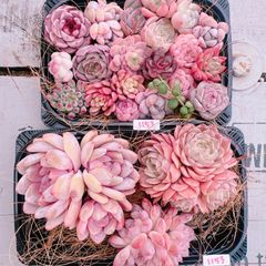多肉植物 寄せ植え用ピンクset♡1153