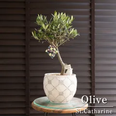 giulietta5　オリーブ　セントキャサリン　souju ８号 珍しい品種 オリーブ セントキャサリン | PLANTS SHOP OLIVE