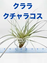 チランジアファシクラータ v.デンシスピカ x サブテレス