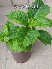 カンナ クレオパトラ とシュトゥットガルト(小さい株のセット