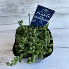 2025年最新】ソマリエンシスの人気アイテム - メルカリ