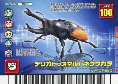 2025年最新】デリカトゥスマルバネクワガタの人気アイテム