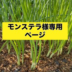 モンステラ様専用ページ‼️玉ねぎ苗
