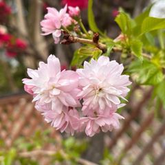 紅花しだれ桜　桜　苗木