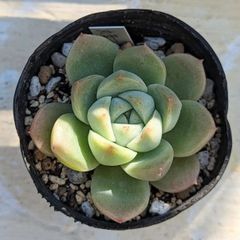 エケベリア　丸葉アルバビューティー