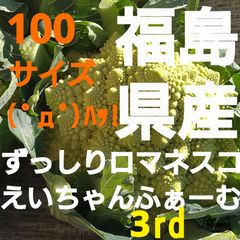福島県産!100サイズ( ﾟдﾟ)ﾊｯ!ずっしりロマネスコ