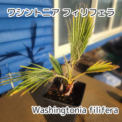 【2本立ち】【鉢ごと発送】ワシントンヤシ　ワシントニアフィリフェラ　Washingtonia filifera　2025-3-7-wf2