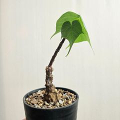⑤〔フィルミアナ・コロラータ 〕Firmiana Colorata Sterculia colorata  塊根植物 コーデックス