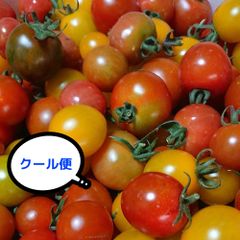 北海道☆畑直送☆クール便☆カラフルミニトマト1,5kg
