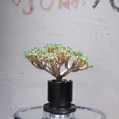 限定 RE BONSAI™︎ by TOUFU TOKYO 東富東京 リボンサイ - メルカリ