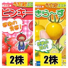 ミニトマト苗‼️薄皮ピンキー２本きらーず２本‼️