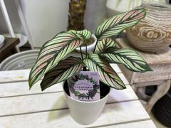 カラテア・ホワイトスター　4号　ピンク　キレイ　観葉植物　インテリア　グリーン　耐陰性　オシャレ