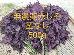 群馬県産　新鮮赤しそ　5キロ a775548b6f83d81d39ca58f2f40298