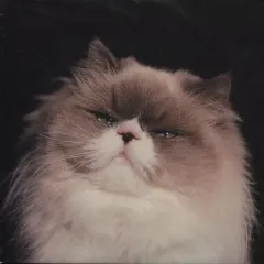 2026年最新】カネコアヤノ 燦々 レコードの人気アイテム - メルカリ