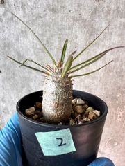 【現品限り】パキポディウム・グラキリス【A2】 Pachypodium gracilius【植物】塊根植物 夏型 コーデックス
