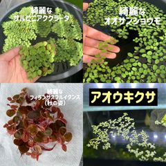 浮き草セット入門水草4種④（ビオトープなどにもおすすめ）