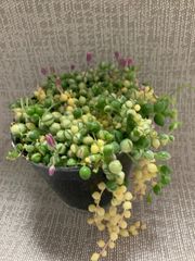 斑入りグリーンネックレス　多肉　多肉植物　ポットごと