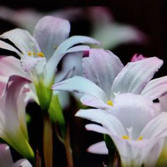 レインリリーの球根   （植えどき10〜12月、10球）