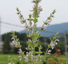 クラリーセージ　種20粒　ハーブの種