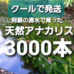 クールで発送3000本以上　阿蘇の湧水で育った水草　天然アナカリス　無農薬