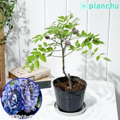 PLANCHU 花木 アメリカフジ アメジストフォール 4.5号ポット Wisteria frutescens ‘Amethyst Falls’ 庭木