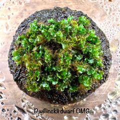 【数量限定】超大盛り♪ボリューム満点♪Willinckii dwarf OMG 前葉体
