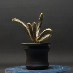 "Euphorbia lydenburgensis" ユーフォルビア リデンブルゲンシス【輪廻城】 管理2255