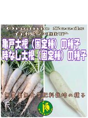 亀戸大根の種子 40粒  時無し大根の種子 40粒　2種類セット　有機の種子　無農薬無化学肥料栽培のタネ