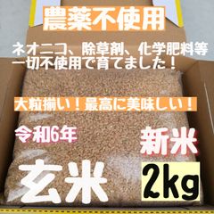 ※新米  さくらの玄米    農薬不使用     玄米  2kg  新米