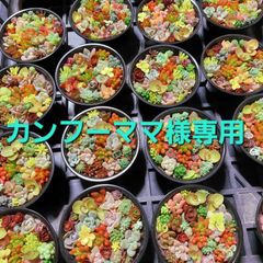 カンフーママ様専用