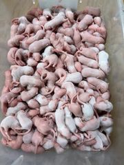 ヒヨコ 600羽 ふわふわ鮮度抜群！ - メルカリ
