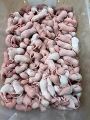 清玄@プロフ必読/断捨離中☆国産冷凍マウスアダルトM20匹リタイア15匹 国産冷凍マウス – サイエンスファーム