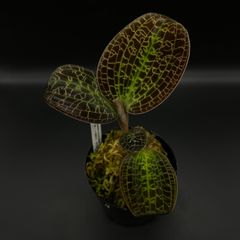 Dossinia marmorata ドッシニア マルモラータ ジュエルオーキッド
