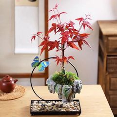 モミジ 松風 ｜ヤマモミジ系 H1m前後 もみじ 紅葉 カエデ 鉢植え 苗木