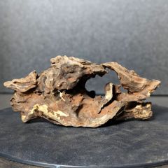 マングローブウッドL 35cm 流木 アクアリウム テラリウム パルダイモ