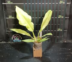 Philodendron 'Golden Crocodile'