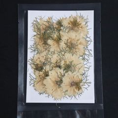 1シート 12個 押し草 押し花 花材 封入素材 ドライフラワー レジン レジン材料 レジン素材 自然素材 OS-00038
