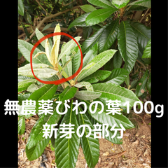 山に自生しているびわの葉の新芽の部分100g