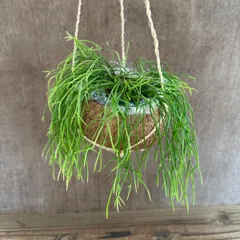 リプサリス カスッサ  現品 Rhipsalis cassutha ココヤシポット ココポット カスタ バッキフェラ 糸葦 イトアシ 森林サボテン ジャングルサボテン 観葉植物 観葉 植物 珍奇植物 珍奇 珍しい 多肉植物 多肉 カクタス サボテン グリーン