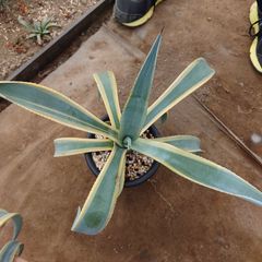 アガベ　ウェベリー アリゾナスター　AGAVE　55㎝