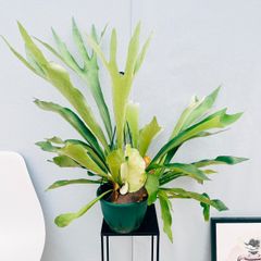 ［現品］1番　ビカクシダ　ネザーランド　7号　コウモリラン　観葉植物　室内　シダ　吊り下げ　ハンギング　吊り鉢
